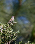 Field Sparrow